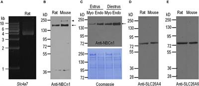 The Balance of HCO3- Secretion vs. Reabsorption in the Endometrial Epithelium Regulates Uterine Fluid pH